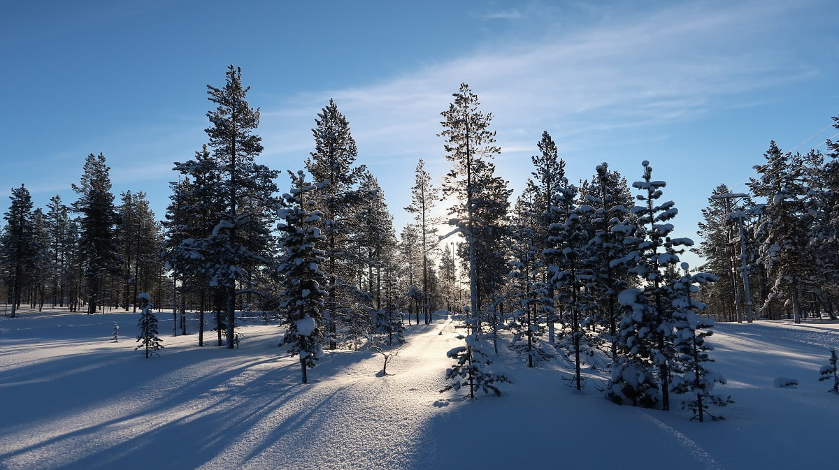 Zonlicht door bossen Finland