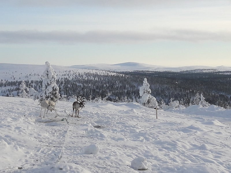 Fins-Lapland-winter
